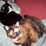 Cujo and Bastet together. The only time they were ever this close. Bastet loved Cujo, but Cujo hated Bastet.
Bastet should have been a small cat. She had a watermelon for a body with little head, ears, legs and tail.  
RIP torti & Cujo