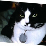 Cujo was my very first cat. As much as I love all my cats, she was the best. I never realized any animal could be that in tune with a human. It felt like my heart was ripped from my body when she passed. 
RIP Cuji-cat 9-20-08