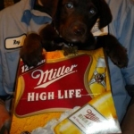 Porter, my choco lab in a case of highlife