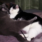 kittycuddle