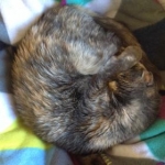 Assistant is sleeping on the job, as usual.