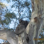 koala