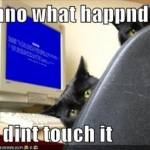 funny pictures cats computer blue screen death