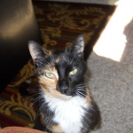 new kitty 001
