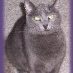 Boo Boo S. Kitty