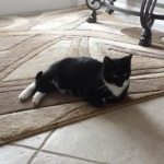 Toby