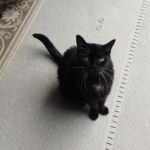 Shadow