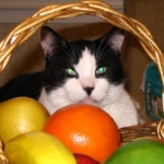 Rocky with Fruit Basket