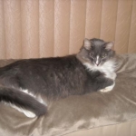Fluffy