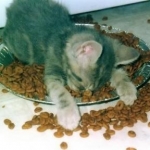Catfood