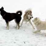 dogs