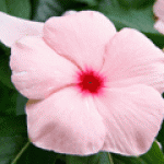 Pink Closeup Avatar.gif