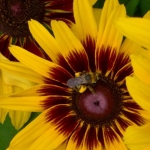 Reward of Pollen