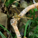 Dragonfly at RMA Wildlife Refuge