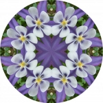 columbine 4 mandala