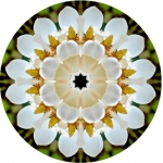 magnolia mandala