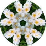 white flower mandala