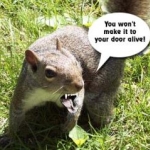 Don't make me send the squirrel.