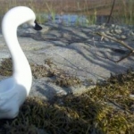 swan
