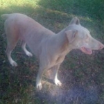 white dobie Maddy