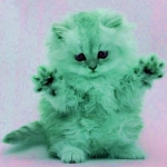 Katkitty12 reo green