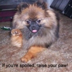 missy paw