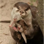 mama and baby Otter