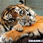 mama and baby Tiger