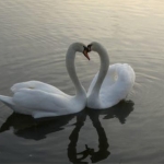 swans