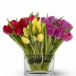 tulips