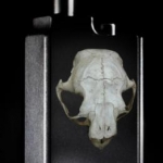 Reo skull 2