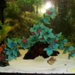 20 Gallon Freshwater