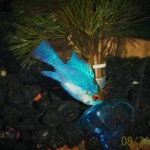 Electric Blue Ram