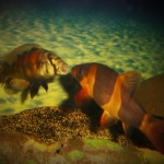 Mean Clown Loach!