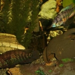 My Jack Dempsey and Victorian