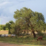 My horse Cherokee