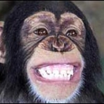 monkey 03