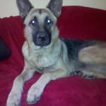 My little puppy