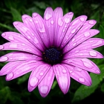wet and beautiful daisy