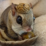 tinysquirrel