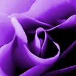 purpleUrose1