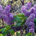 lilacs
