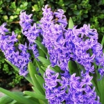 lilacs2