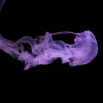 purple vapor