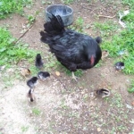 000 0041
SPRING BABIES