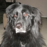 Baxter 2011