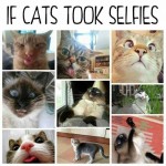 Cat_selfies