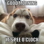 Dog-memes-good-morning-its-pee-oclock