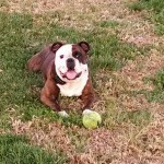 Happy Petunia
