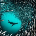 Life Under The Sea